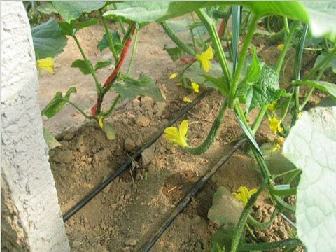 滴灌技术的优缺点