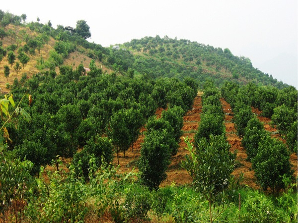 微喷与喷灌的比较