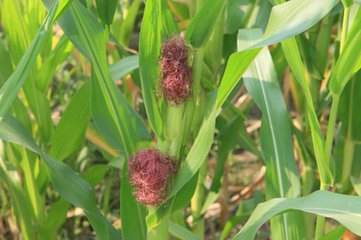 夏玉米高产栽培十大技术