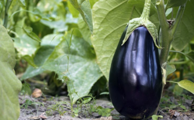 浅谈蔬菜的几种灌溉方法