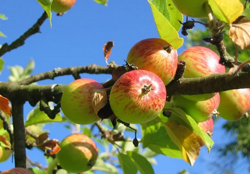 果树土肥水管理 常见的施肥四大误区
